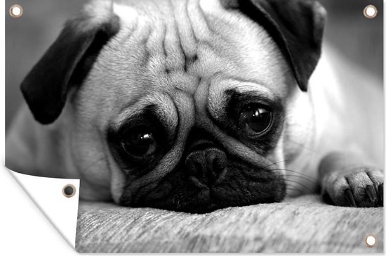 Tuindecoratie Een close-up van een droevige mopshond puppy - zwart wit - 60x40 cm - Tuinposter - Tuindoek - Buitenposter