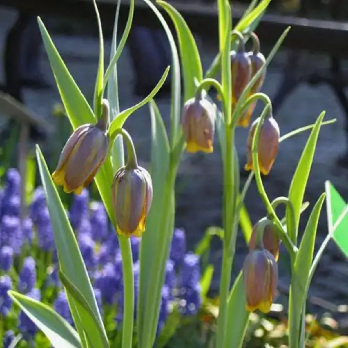 Kieuwtulp (Fritillaria) - Uva-Vulpis - Vossendruif - Bijen-Vlinders - Snijbloemen - Geurend - Voorjaarsbollen - bloeit in April / Mei