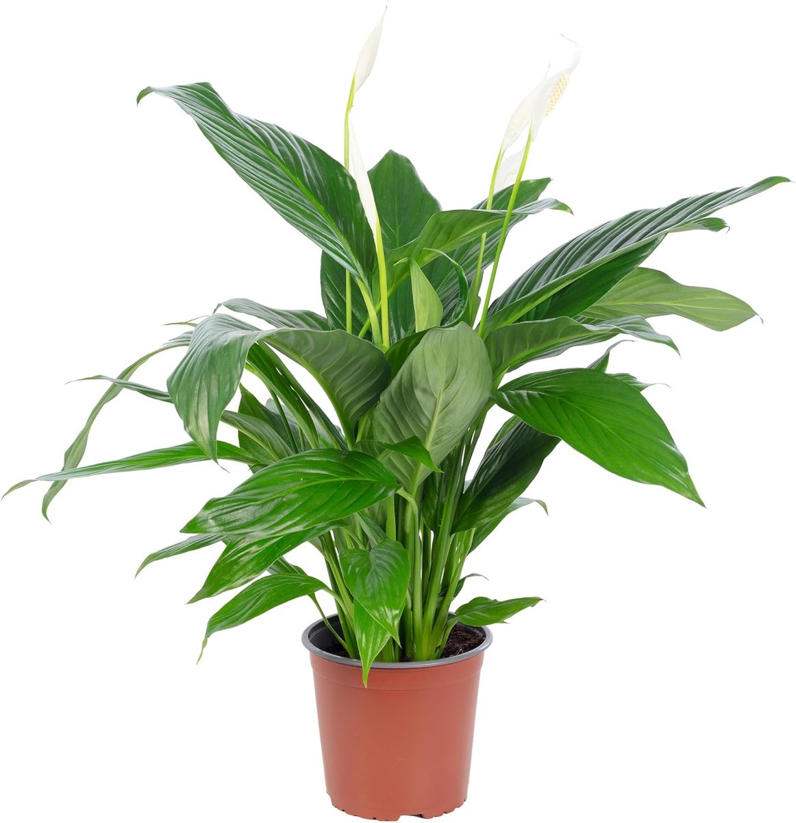 Spathiphyllum 70 cm - echte kamerplant - met witte bloemen - eenvoudig in onderhoud - ShopVlot