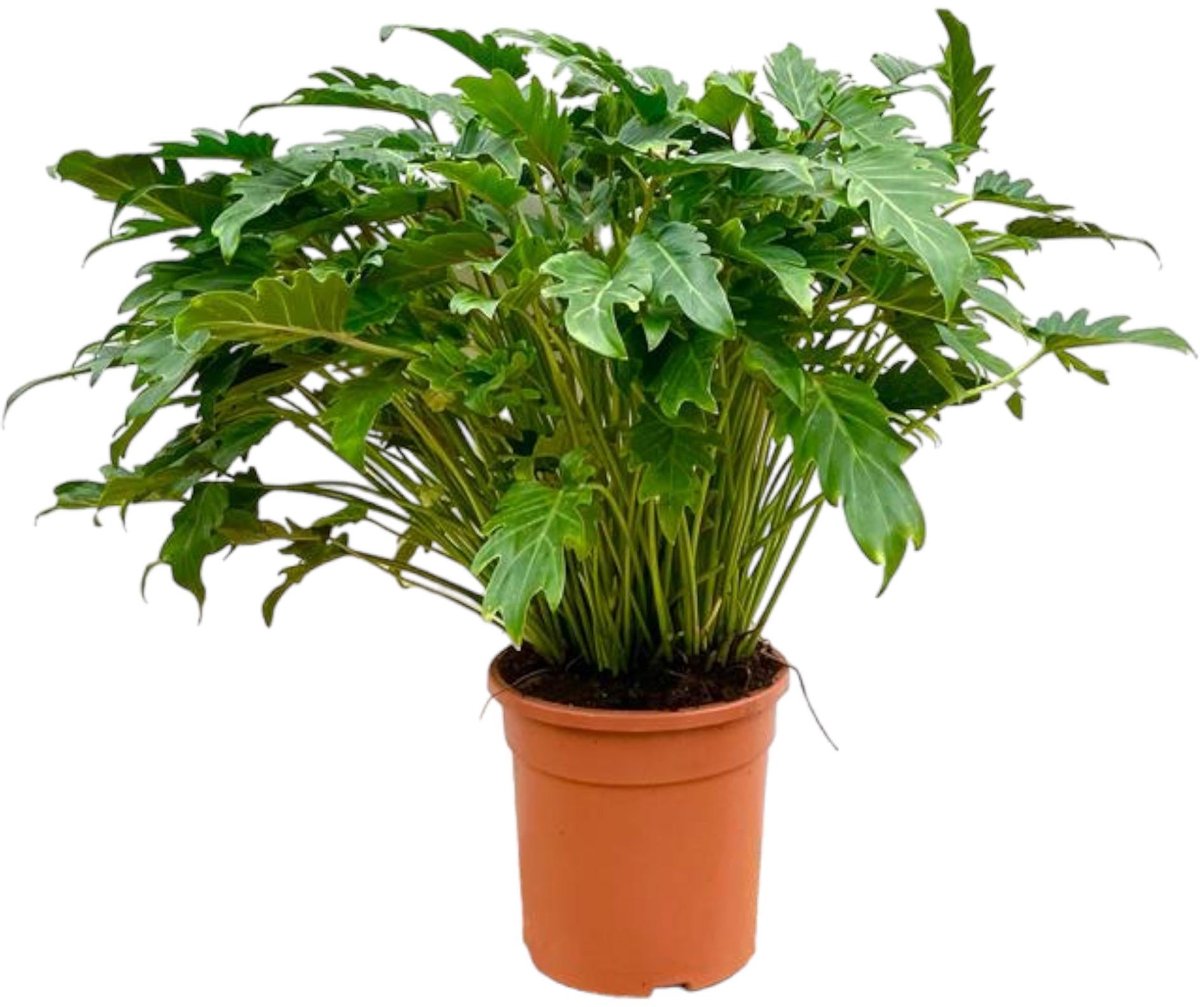 Philodendron Xanadu - 100 cm - Ø35