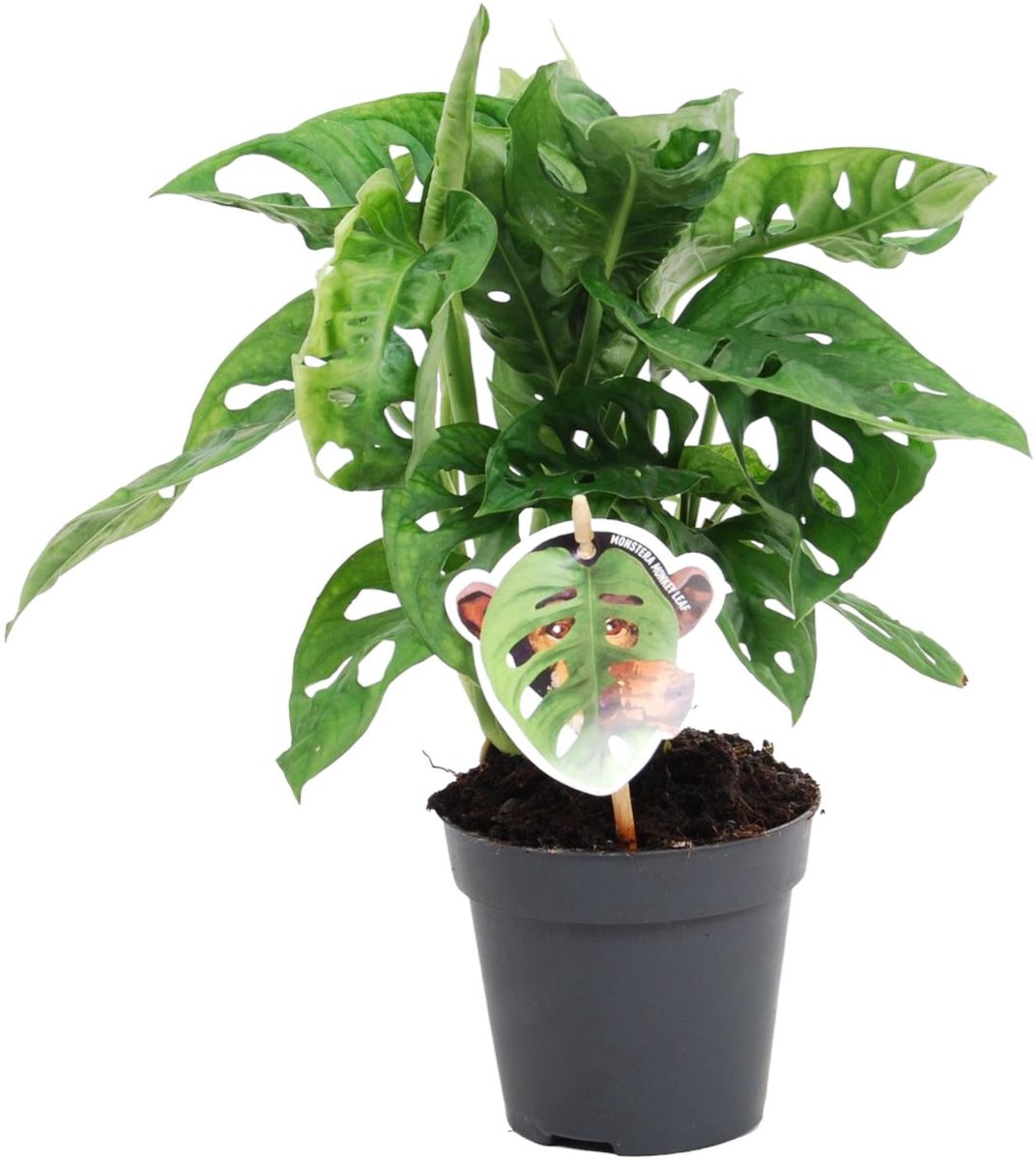 Monstera obliqua 'Monkey Leaf' - 25 cm - ø12