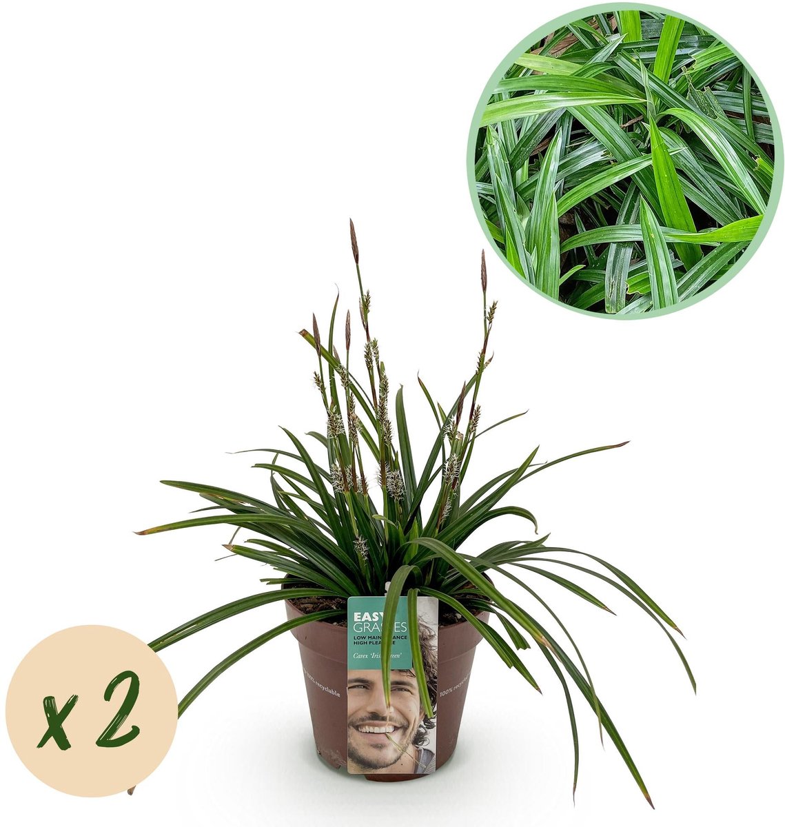 Siergrassen - Carex morrowii Irish Green - Groen & Geel - 2 Planten - Bladhoudend - Weinig Onderhoud - Pot 17cm Hoogte 50cm