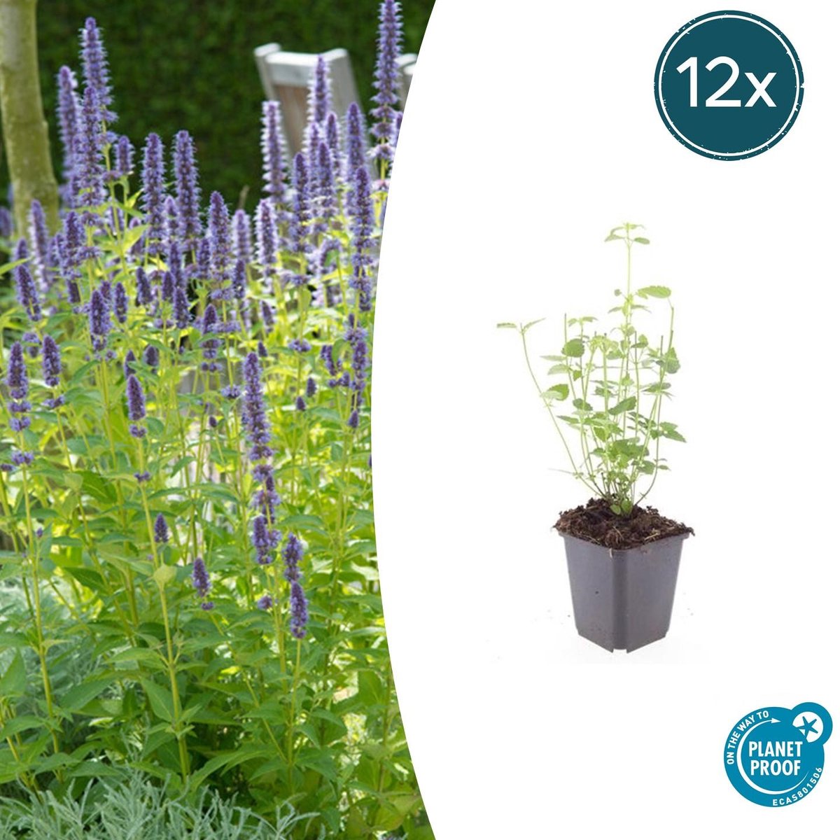 12x Agastache 'Black Adder' - 10-25cm - Ø9cm