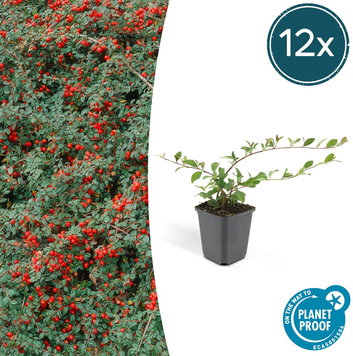 12x Cotoneaster dam. 'Major' - 25cm - Ø9cm