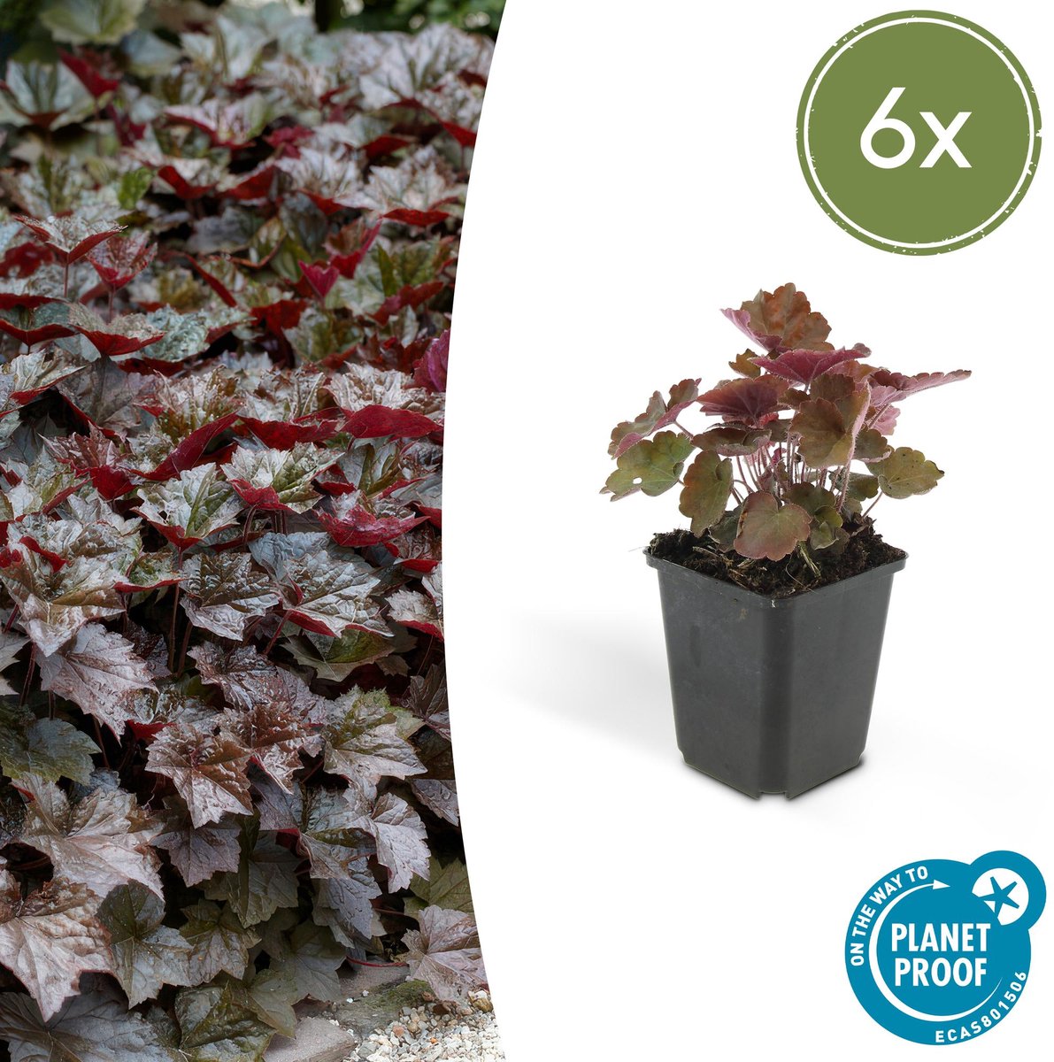6x Heuchera mic. 'Palace Purple' - 10-25cm - Ø9cm