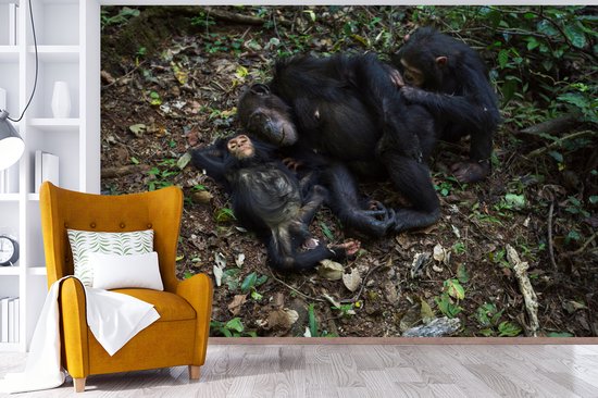 Papier peint photo peint photo vinyle - Famille Chimpanzé endormi largeur 390 cm x hauteur 260 cm - Tirage photo sur papier peint (disponible en 7 tailles)