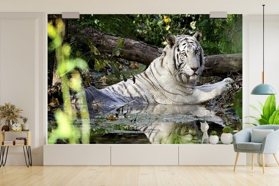 Papier peint photo peint photo vinyle - Tigre Witte dans l'eau largeur 450 cm x hauteur 300 cm - Tirage photo sur papier peint (disponible en 7 tailles)