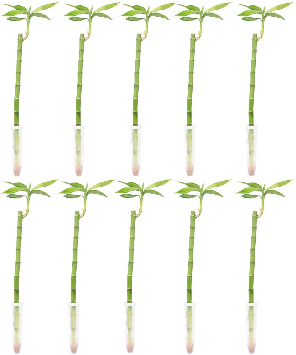 Bamboo, set van 10 recht, hoogte ca. 50 cm, pot Ø 5 cm