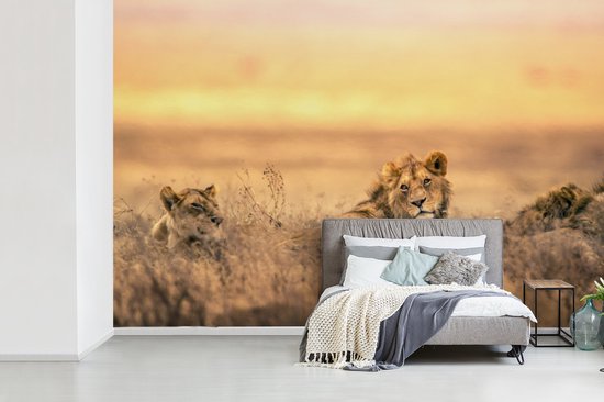Papier peint photo vinyle - Lion et lionne couchés dans l'herbe largeur 390 cm x hauteur 260 cm - Tirage photo sur papier peint (disponible en 7 tailles)