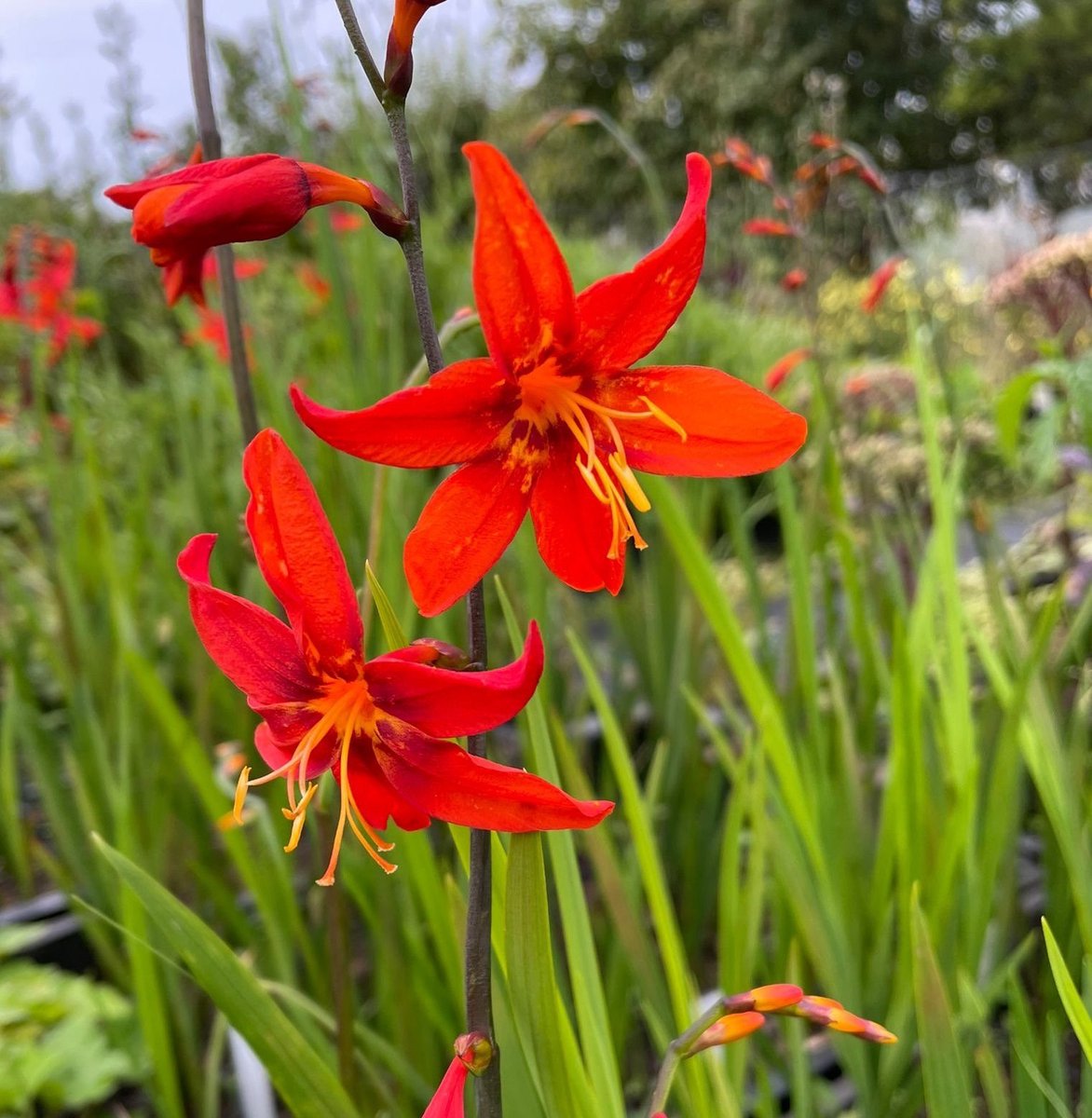 6x Crocosmia 'Star of the East' - Montbretia - P9 Pot (9 x 9cm) - Dima Vaste Planten
