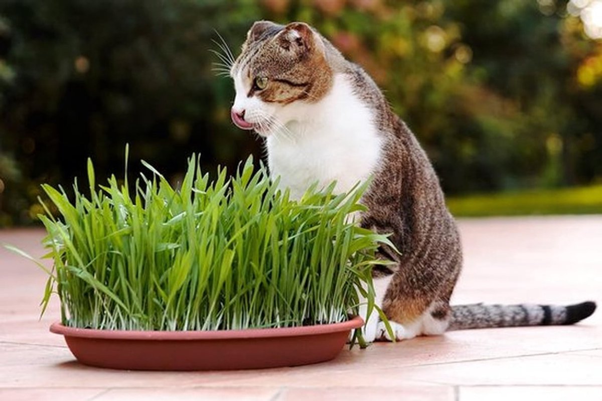 SnelShoppen - Catnip zaadmix, snelgroeiend voor een blije kat, hoogwaardige Europese zaden (150g), eenvoudig te kweken, stimuleert spijsvertering