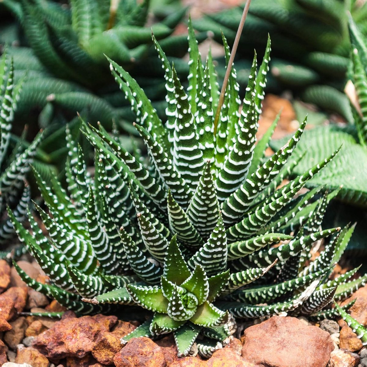 Fasciata - Big Band | Premium kwaliteit vetplanten | in pot 15-25 cm