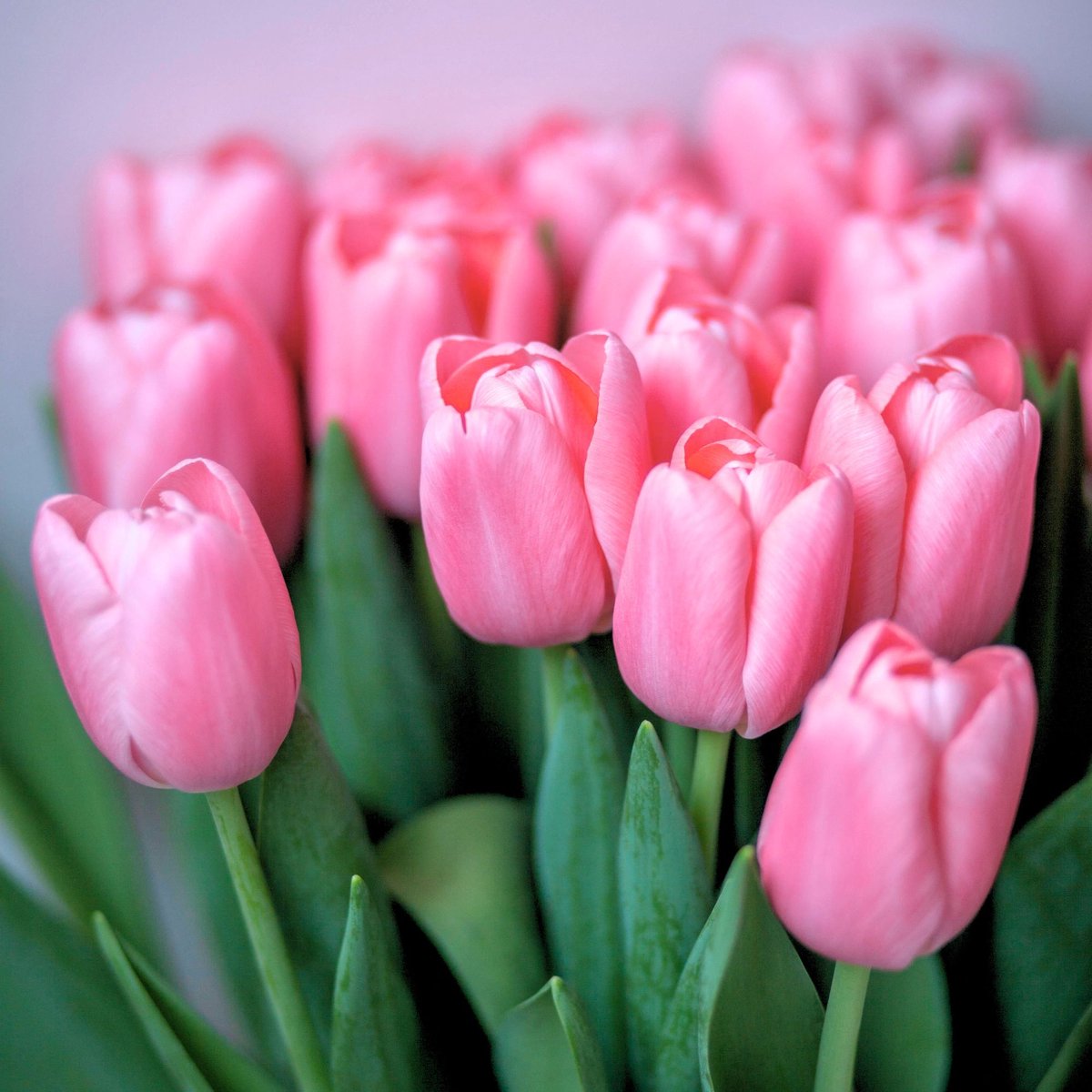 Bio-Tulp Triumph Pink - Tulipa - Biologische-Ecologische bollen - Snijbloemen - Voorjaarsbollen - bloeit in April