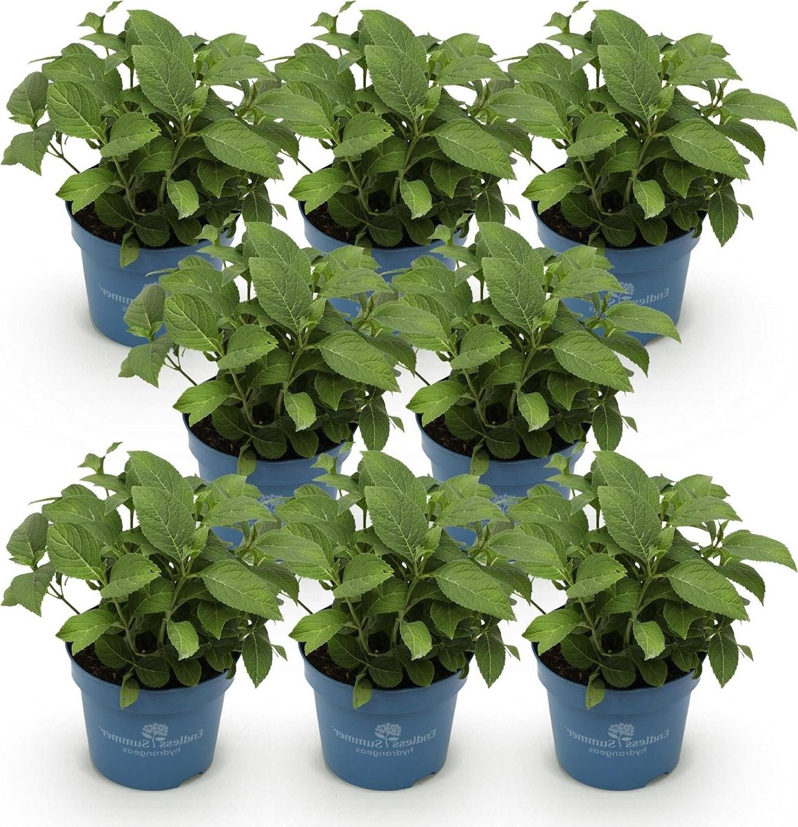 Hydrangea Planten - Hortensia Struiken - Tuin Decoratie - Bloeit Langdurig - Pot 14 cm - Rood