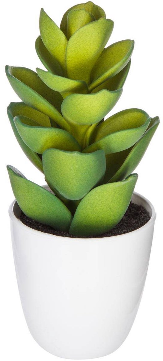 Vetplant & cactus YUKIKO
