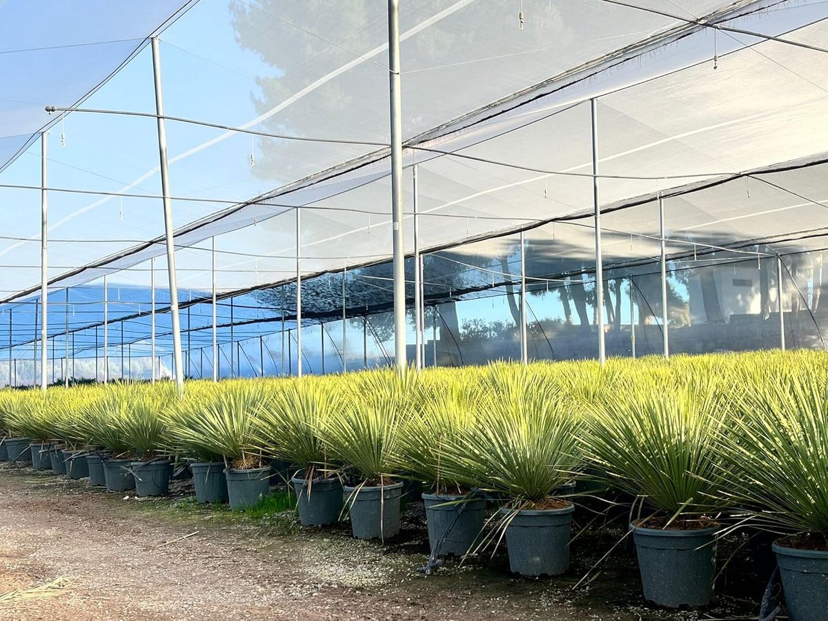 SnelShoppen - Yucca Rostrata - Palm Lily - Hardnekkige Tropische Plant - Trunk Hoogte 15/20 cm - 100 cm Hoog - Perfect voor Tuin en Terras