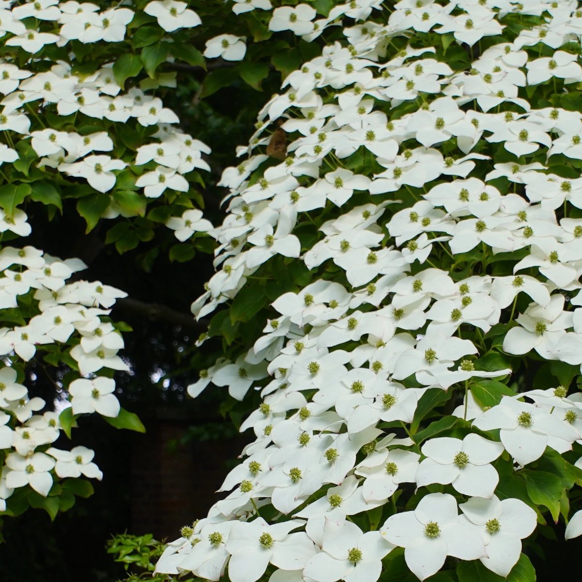 Cornus kousa 'Chinensis', Chinese Kornoelje, Hoogte 40-60cm, 2 liter pot
