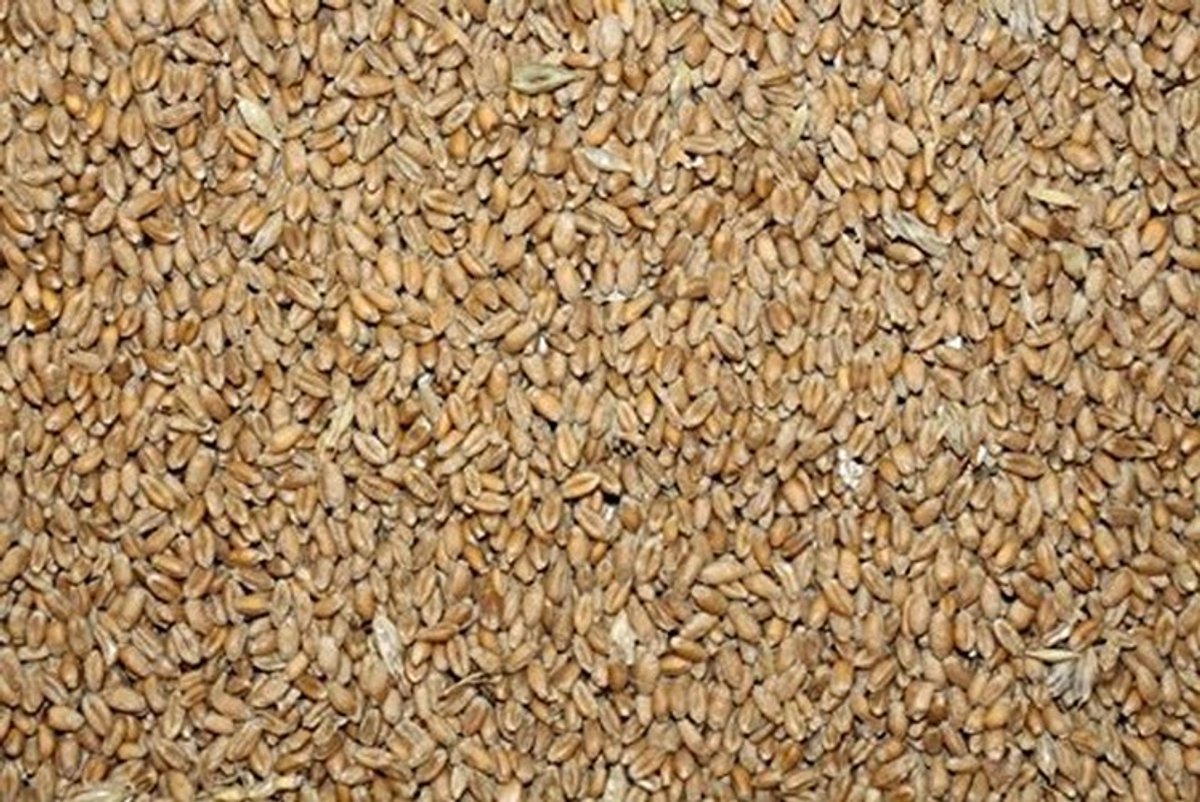 Solidchoice - 25 kg Tarwe voor Dierenvoeding