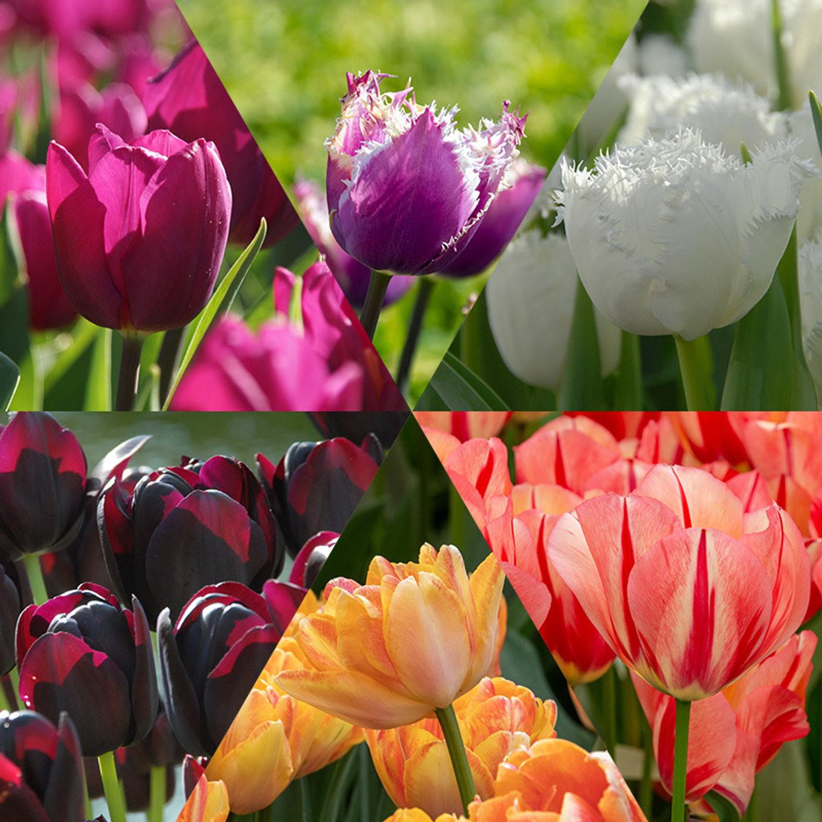 Albert's Tulpenbollen Collectie | 60 stuks | Meerkleurig