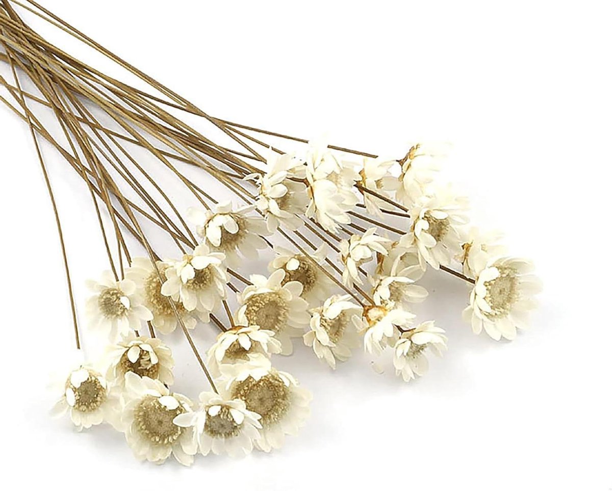 Gedroogde bloemen boeket - Kamille bloemen Sterretjes - Bloemstukken maken - Natuurlijk en geconserveerd - 43-45 cm - Wit
