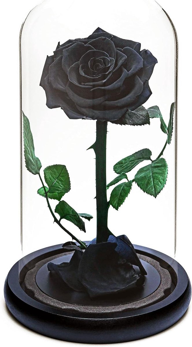 Eeuwige Roos - Gepreserveerde Bloem - Cadeau Geven - 5 Jaar Houdbaar - 14 x 14 x 28 cm - Zwart