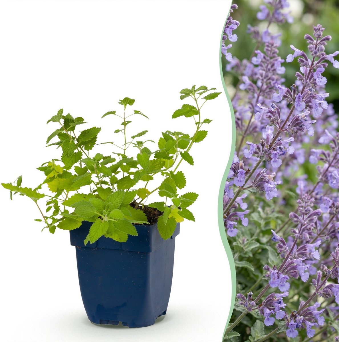 Plantenboetiek.nl | Nepeta faassenii Walker's Low - Kattenkruid - Bijen en Vlinderlokkers - Blauw - 24 Planten - Ø11cm - 15-25cm hoog - Tuinplant