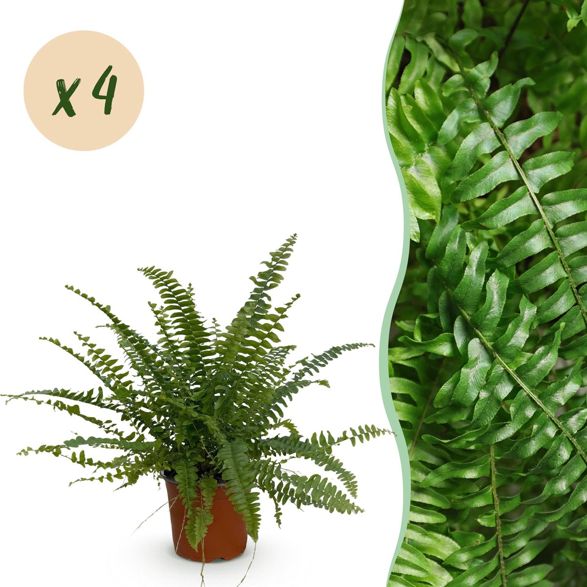 Plantenboetiek.nl | Nephrolepsis exaltata Green Lady - Varen - Huisdiervriendelijk - Groen - 4 Planten - Ø12cm - 28-30cm hoog - Kamerplant - Groenblijvend