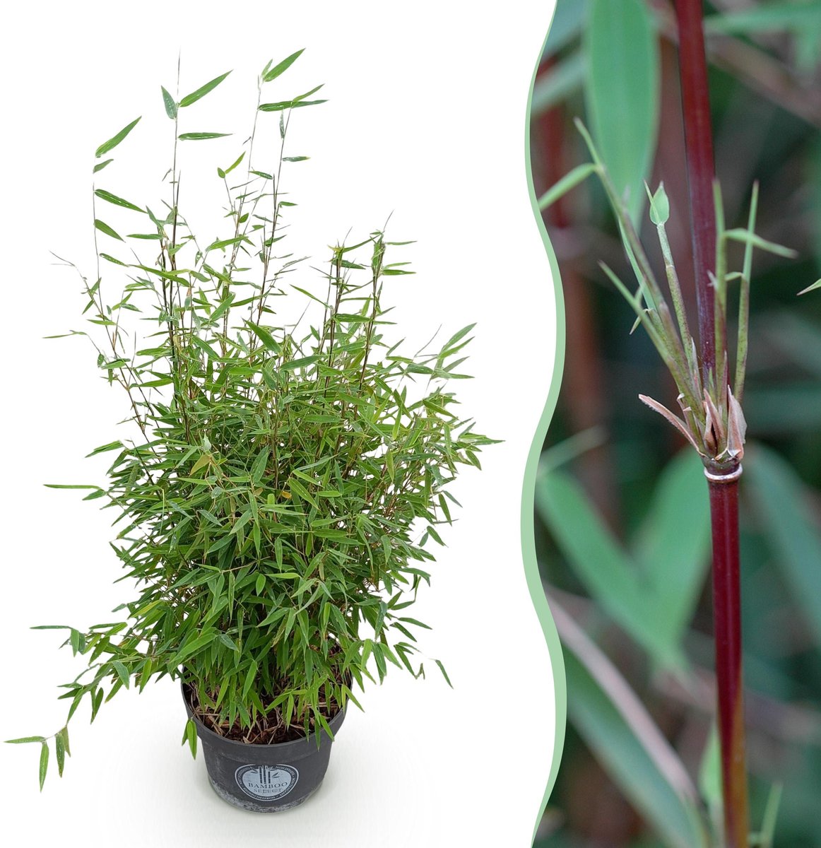 Plantenboetiek.nl | Fargesia nitida Red Dragon - Niet Woekerende Bamboe - Bladhoudend - Groen - Ø23cm - 70-80cm hoog - Tuinplant
