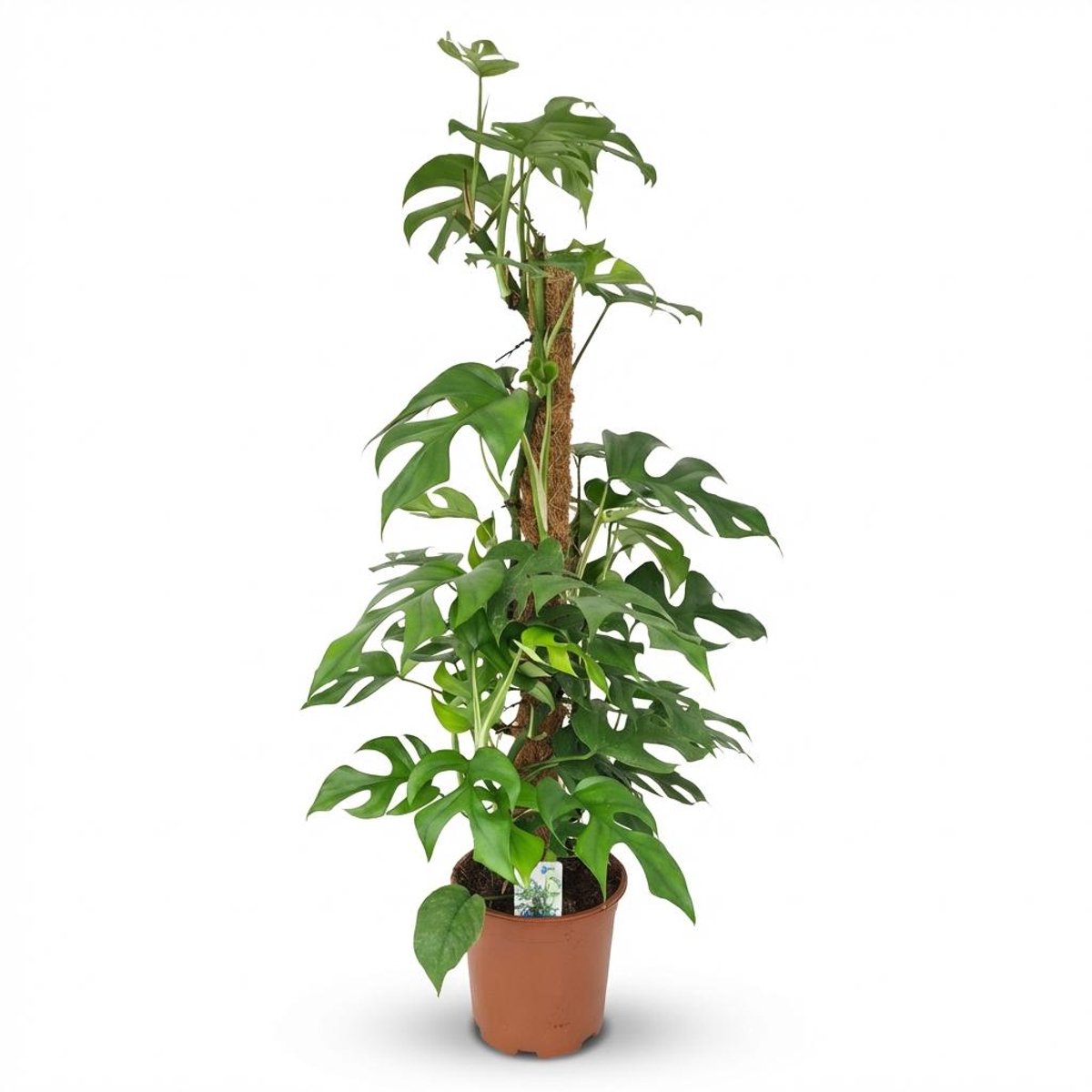 Plantenboetiek.nl | Mini Gatenplant - Monstera Minima Mosstok - Groen - Weinig onderhoud - Ø19cm - 80-90cm hoog - Kamerplant - Groenblijvend