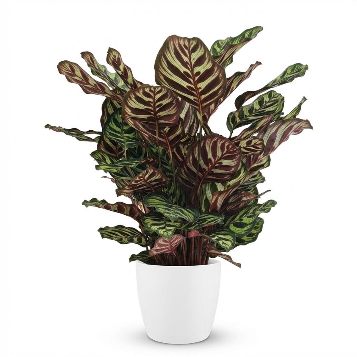 Plantenboetiek.nl | Pauwenplant - Calathea Makoyana - Groen - Weinig onderhoud - met Potter Wit - Ø19cm - 60-70cm hoog - Kamerplant - Groenblijvend