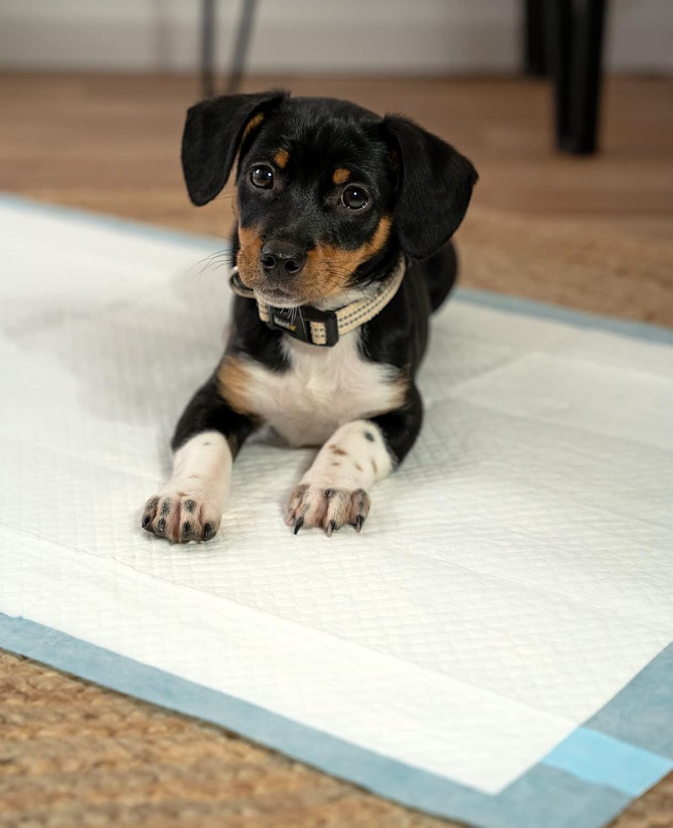 SnelShoppen - Puppy Pads 50 Stuks - 6-Lagen Training Pads voor Honden - Lekvrij en Duurzaam - 60x60 cm - Ideaal voor Zieke en Incontinent Dieren - Bla