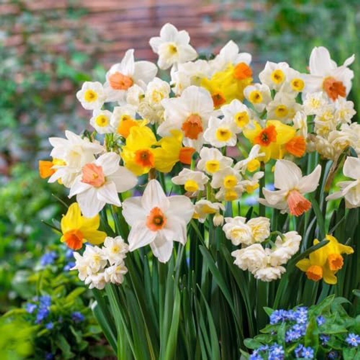 SnelShoppen - Narcissen Tazetta Collection (25 bollen), meerjarig en winterhard, geurige narcisbollen mix uit Nederland voor tuin en pot, planten in h