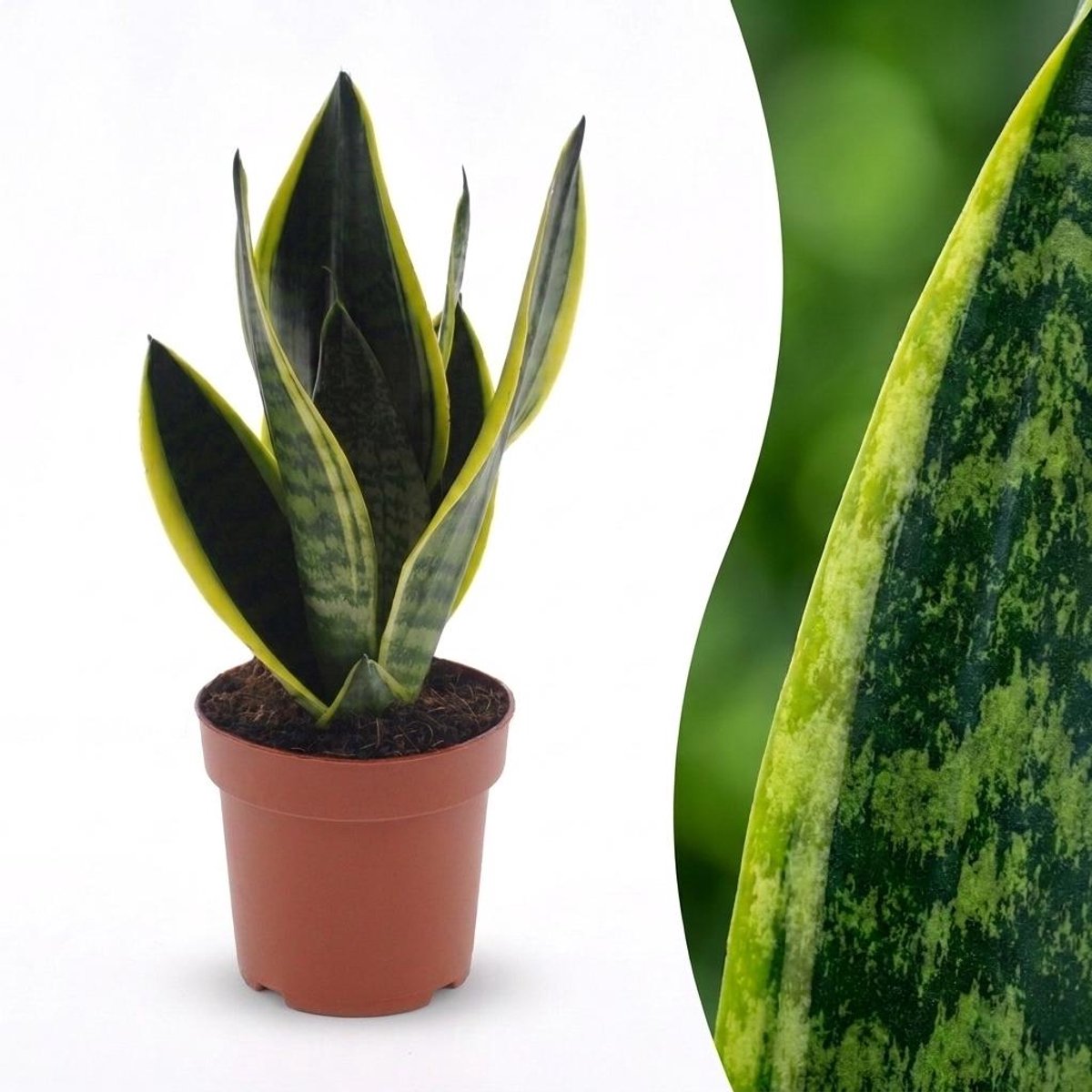Green boutiQ - Sansevieria Future Superb - Vrouwentong - 1 Plant - Pot 12cm - Hoogte - 35cm