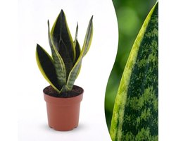Green boutiQ - Sansevieria Future Superb - Vrouwentong - 1 Plant - Pot 12cm - Hoogte - 35cm