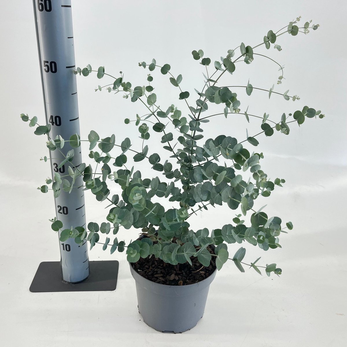 Eucalyptus gunnii Silverana ('Ion40'PBR) - Cidergomboom | 40-50 cm in pot