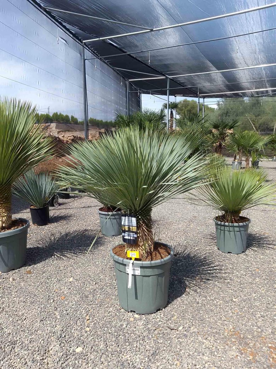 Dailygoods - Yucca Rostrata - Winterbestendige Palm - Schachthoogte 30/40 cm