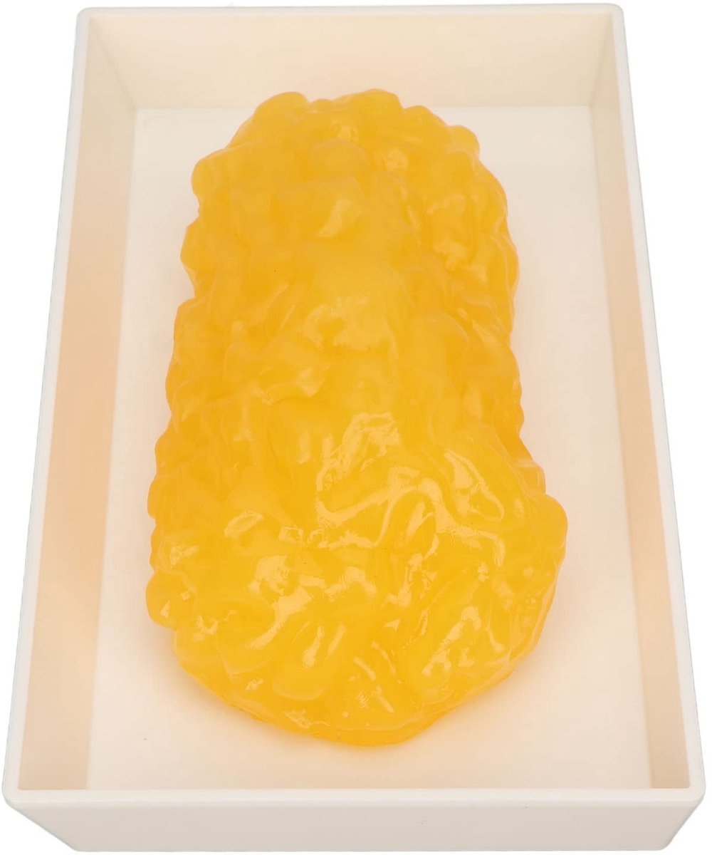 Dailygoods- Anatomisch Model - Authentieke Replica Menselijk Lichaamsvet - 1 lb Vetweefsel - Ideaal voor Onderwijs - Demonstratiemodel - Geweldige Textuur - Vetmodel
