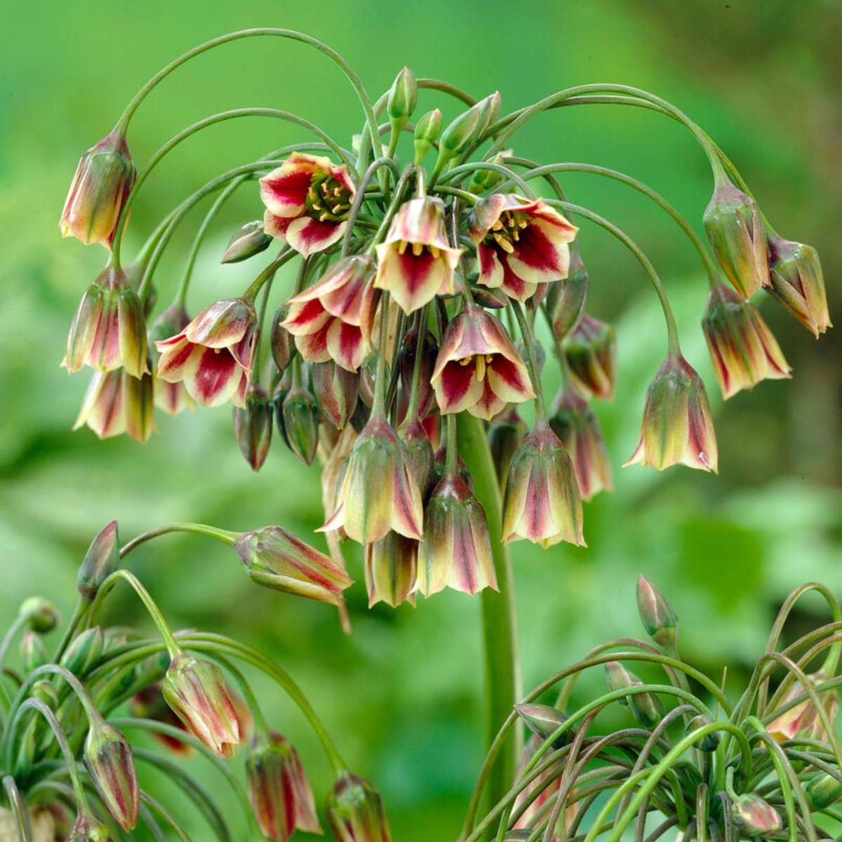Allium Siculum - Sierui - Bijen-Vlinders - Snijbloemen - Zomerbollen - Voorjaarsbollen - bloeit in Juni / Juli