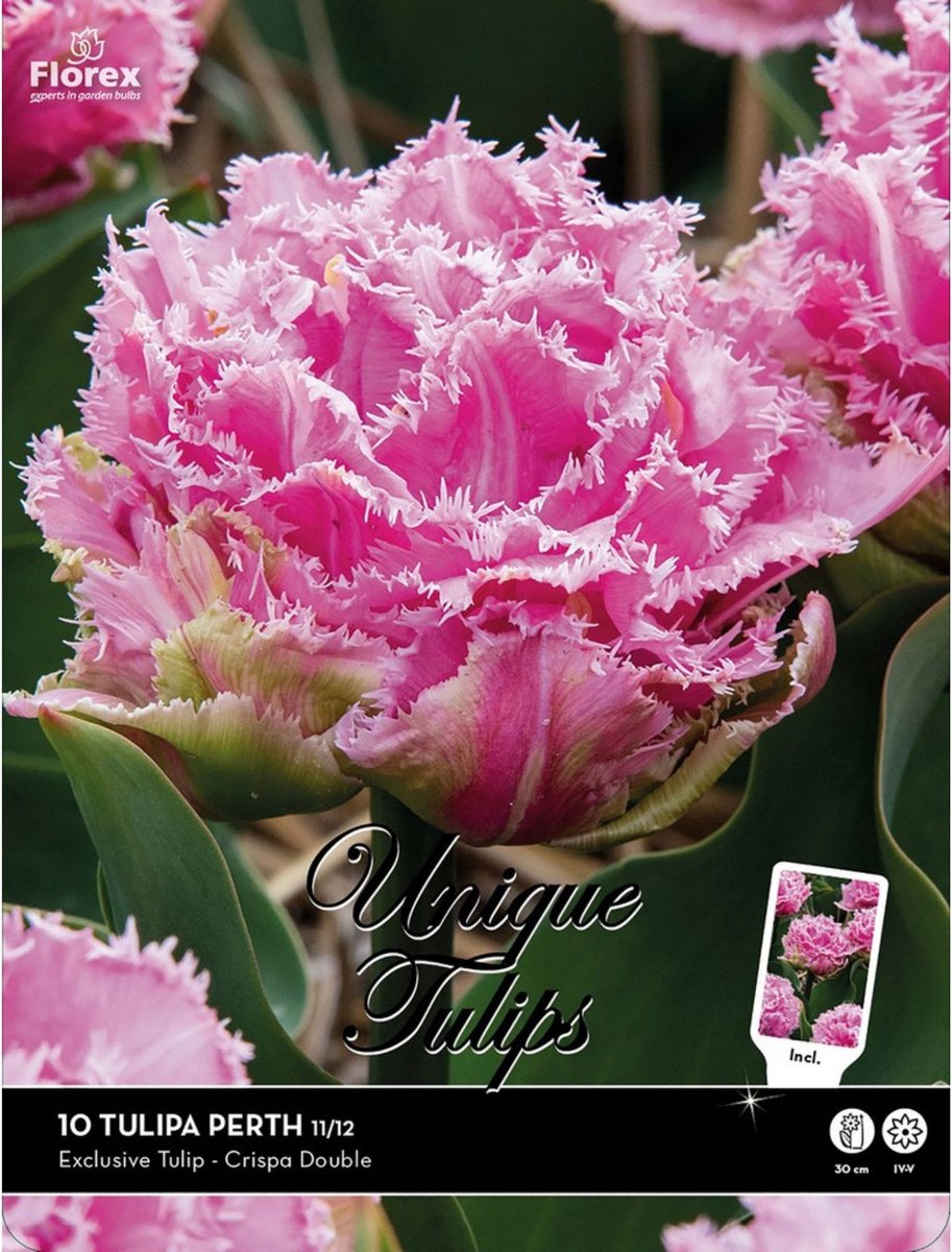 Tulpen Perth – Tulipa crispa double - Snijbloemen - Voorjaarsbollen - bloeit in April / Mei