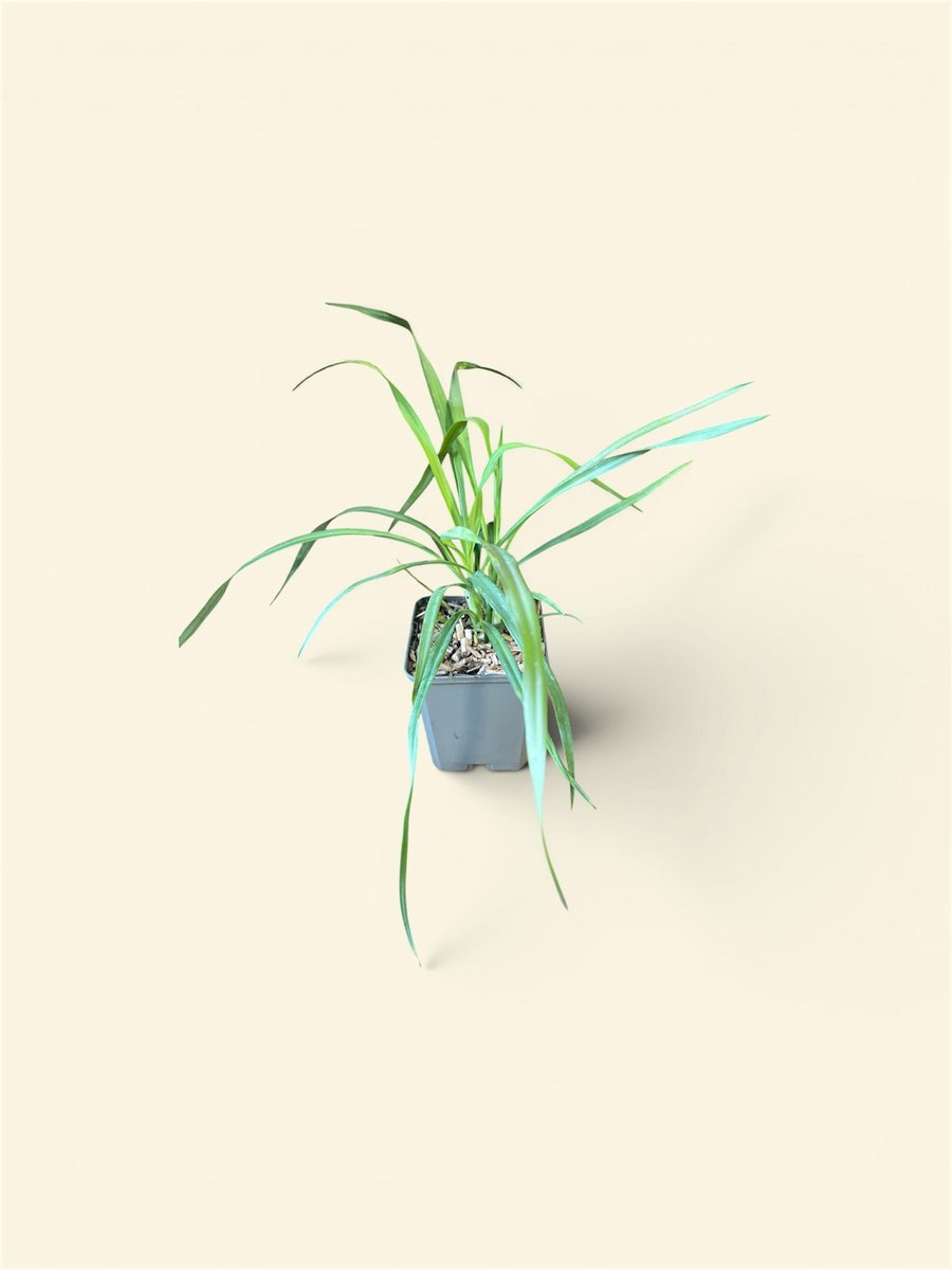 6x Palmlelie - Yucca filamentosa | 9x9 cm pot
