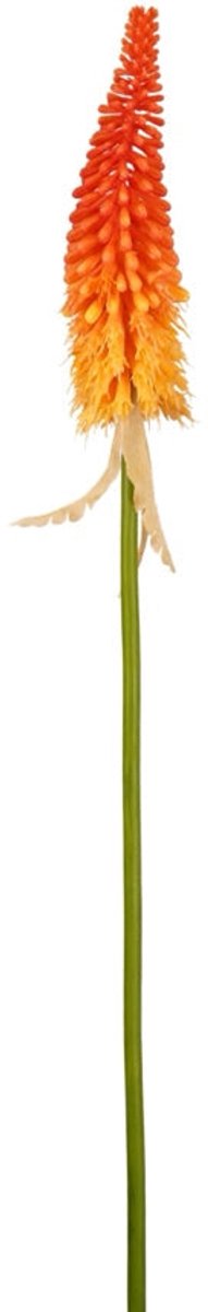 Emerald - Kunstbloem Kniphofia 80cm oranje - Kunstplant voor binnen