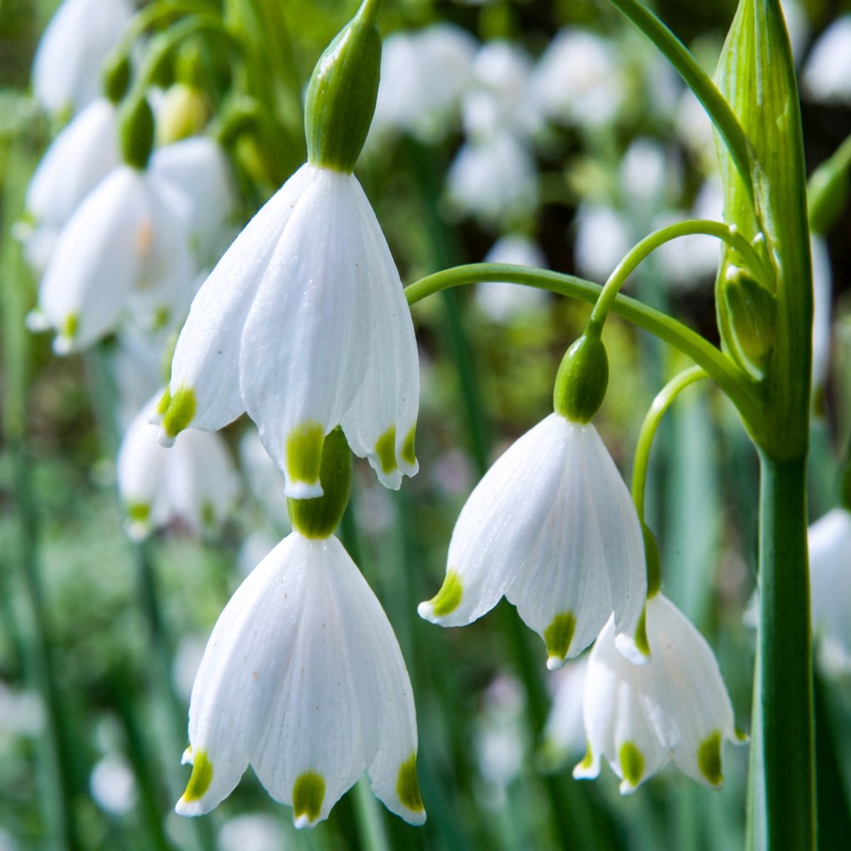 Green boutiQ - 80x Leucojum Aestivum - Zomerschneeklokje - Wit - Voorjaarsbloeier - Bolmaat 8/9