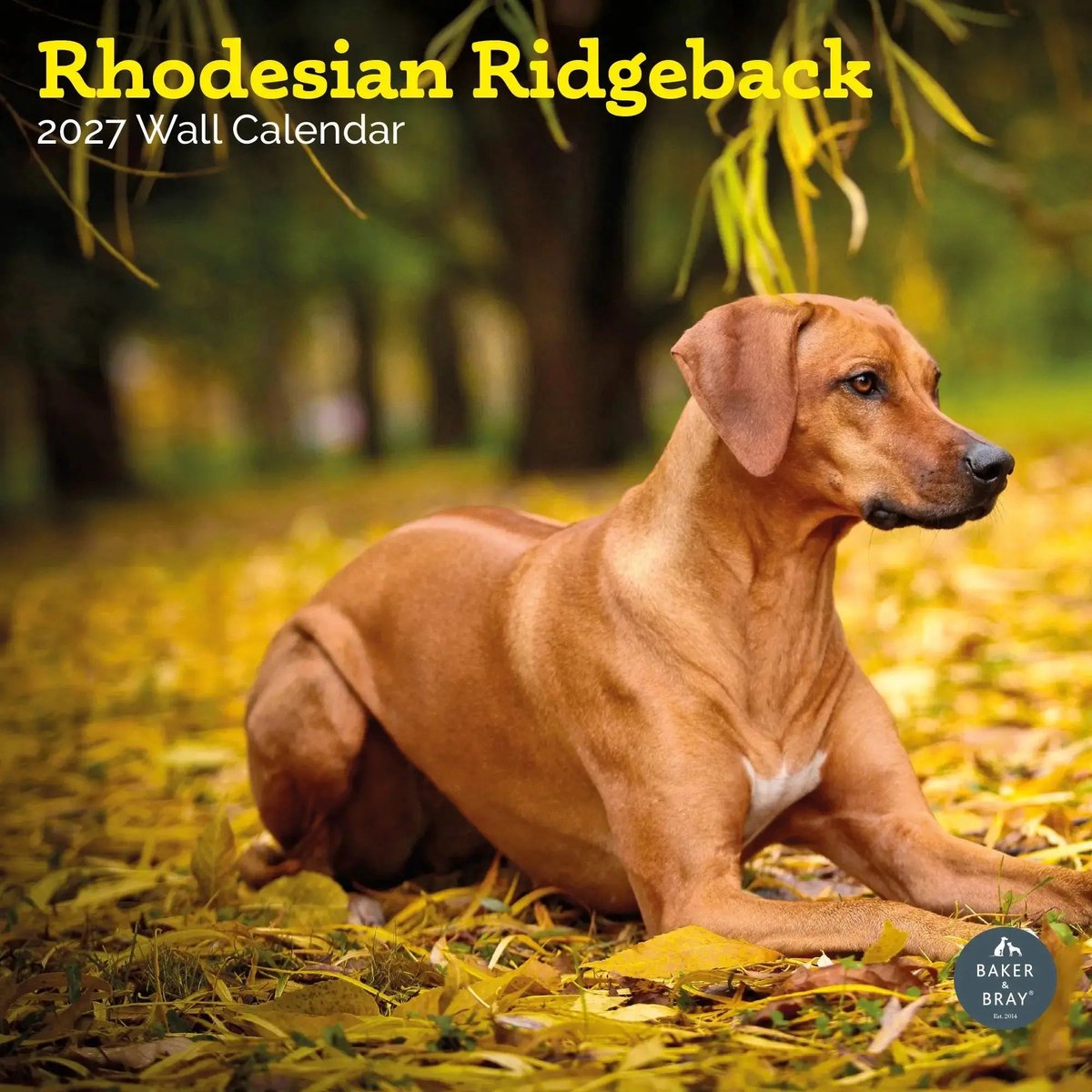Rhodesian Ridgeback Kalender 2027