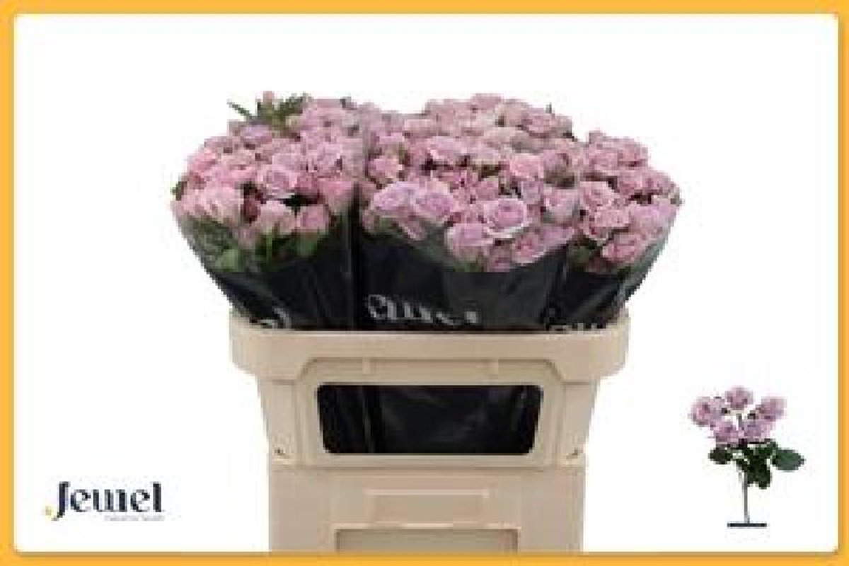 10x Rosa nandi 70cm