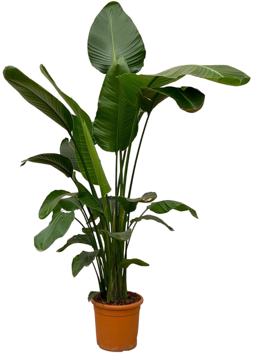Bol.com Trendyplants - Strelitzia Nicolai - Paradijsvogelbloem - Kamerplant - Hoogte 240-260 cm - Potmaat Ø50cm aanbieding