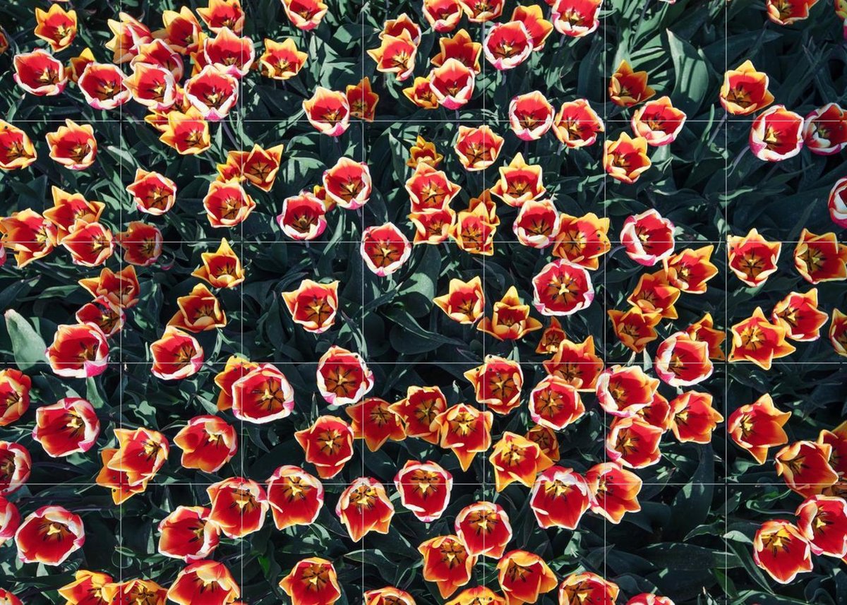 IXXI Floral Symphony, Claire Droppert - 140 x 100 cm - Gratis ophangtool - Grote wanddecoratie en posters - Fotografie, Gang, Woonkamer, Trap