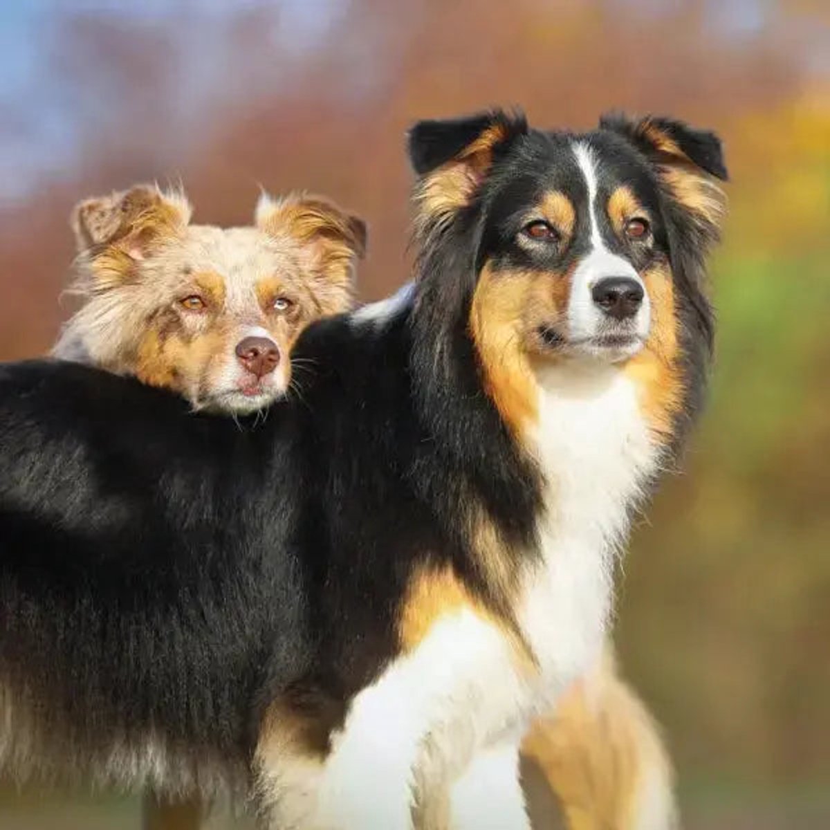 Honden Kalender 2027