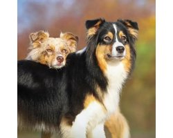 Honden Kalender 2027