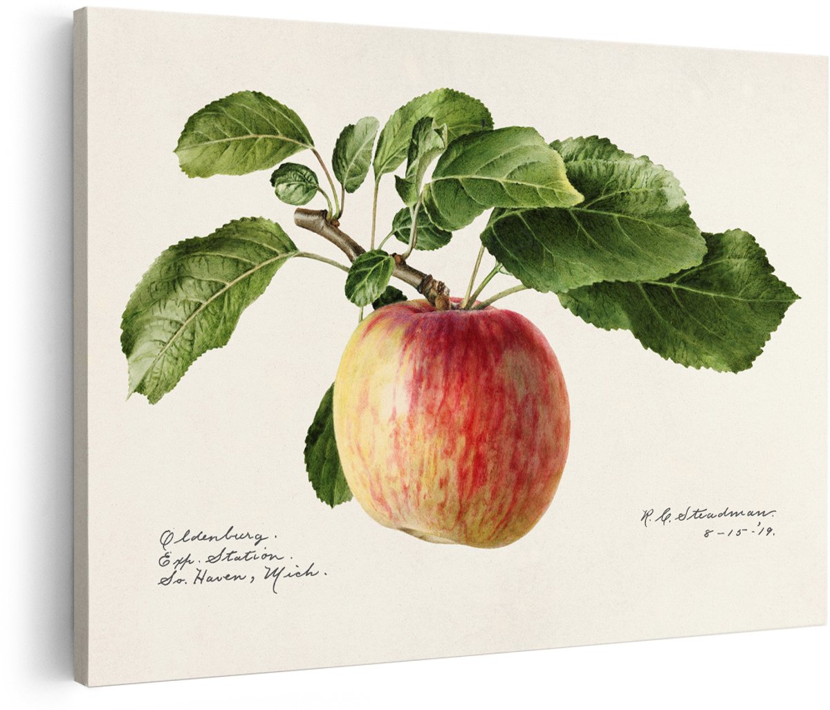 Artaza Canvas Schilderij Appel - 180x120 cm - Groot - Botanische Wanddecoratie Fruit - Muurdecoratie Vintage - Decoratie Natuur