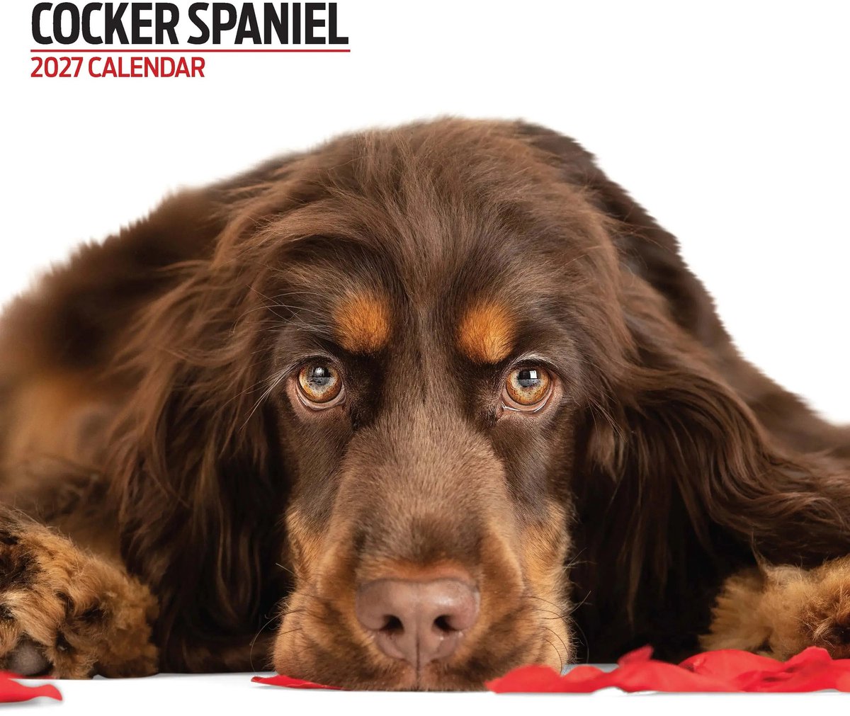 Engelse Cocker Spaniel Modern Kalender 2027